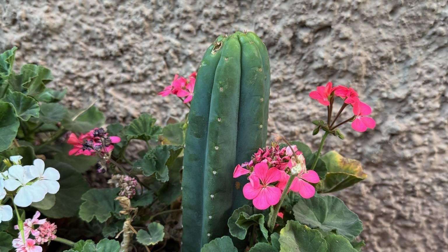 A Huachuma cutting growing in a pot among pink and white geraniums against a rendered wall