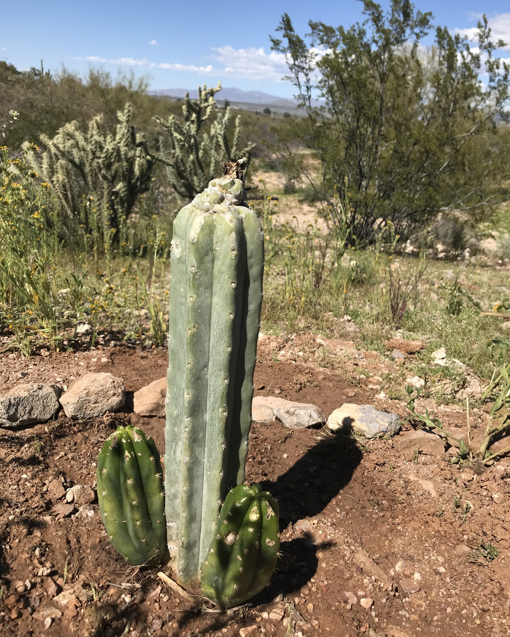 A single pale green columnar cactus with small offshoots at its base, standing in desert ground with scrub and a low ridge behind it