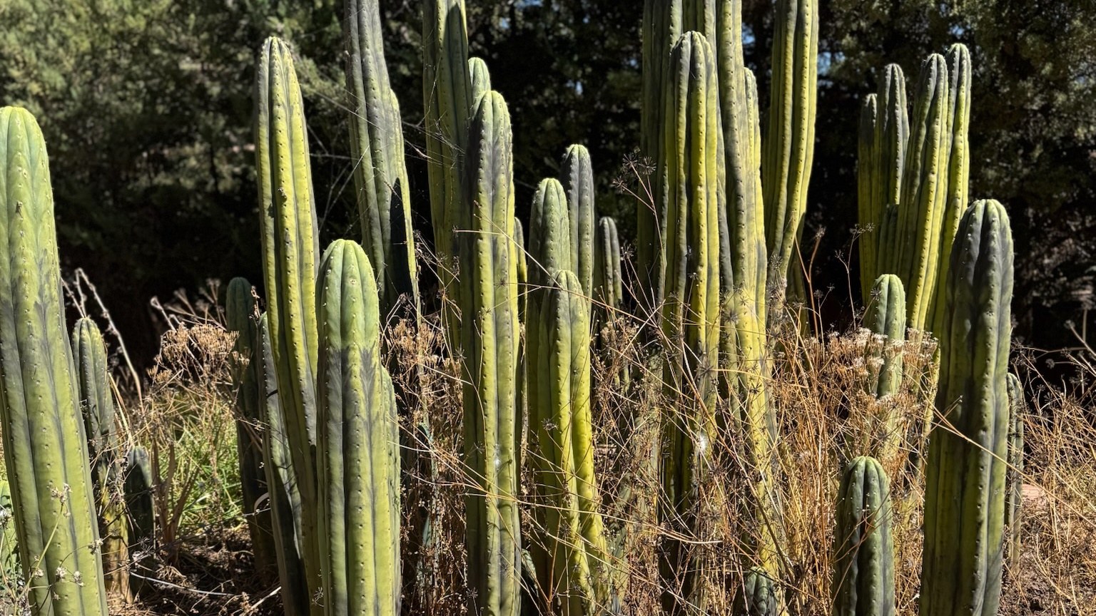A dense stand of tall mature Huachuma columns growing among dry grass, a hillside and blue sky behind