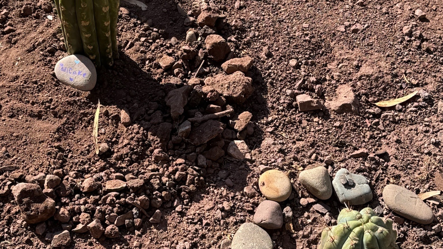 The base of a young Huachuma plant with a painted river stone beside it, a second planting ringed with stones at the edge of the frame, in stony red earth