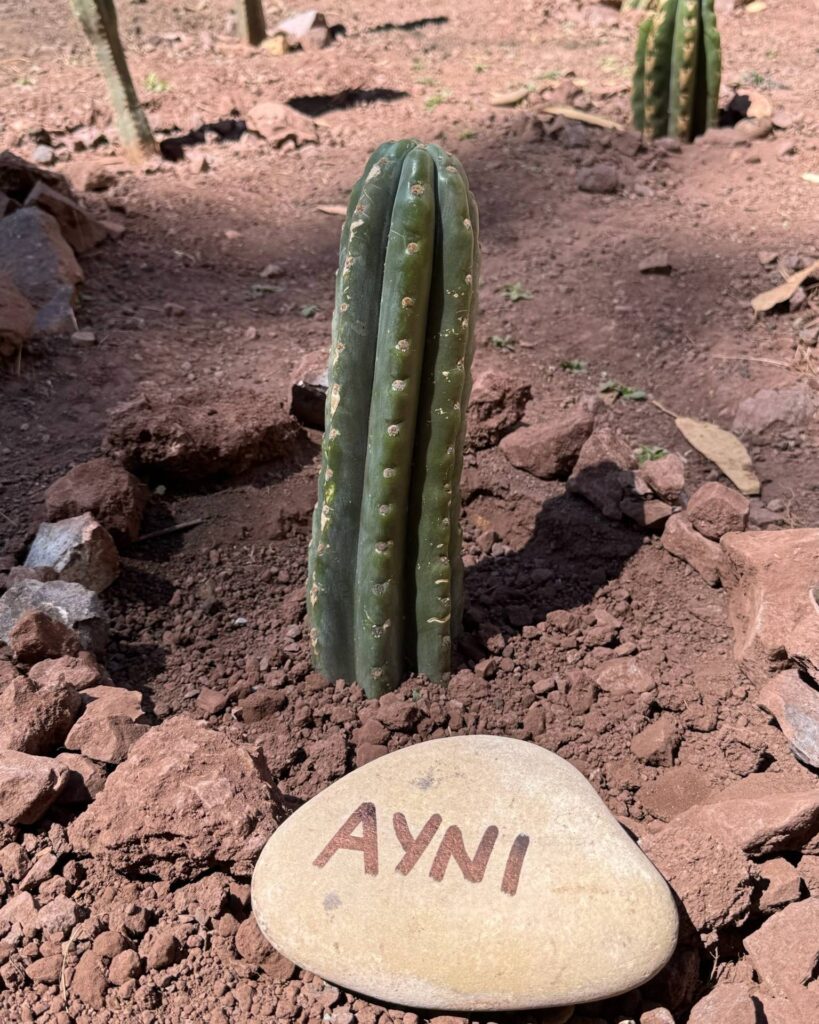 A young Huachuma cactus with a river stone at its base painted with the word Ayni