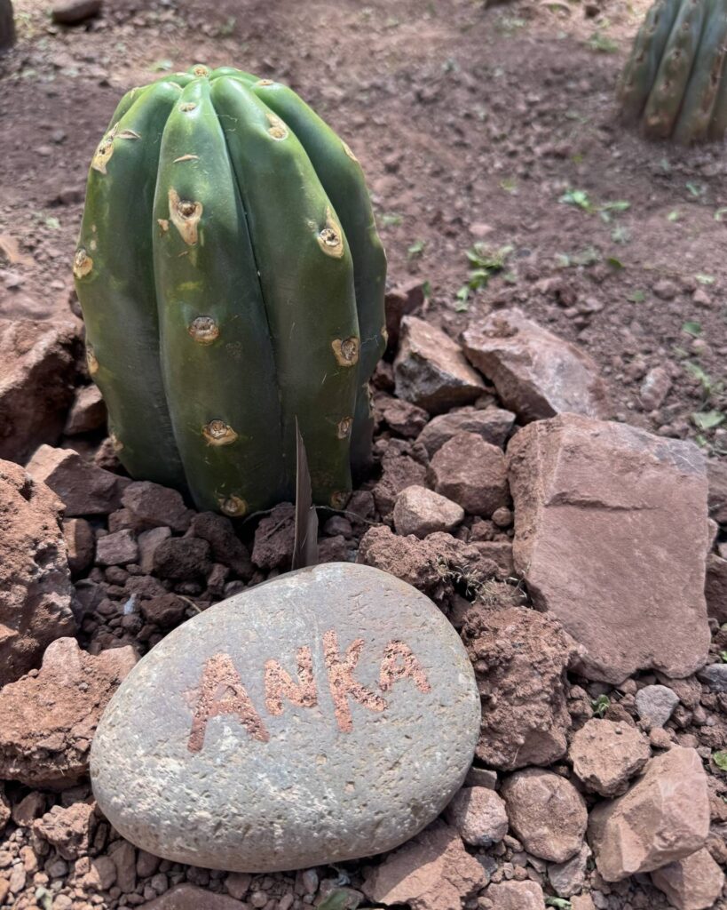 A young Huachuma cactus set in broken red rock, with a river stone at its base painted ANKA