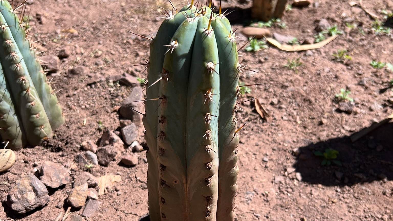 A spined blue green Huachuma cutting standing in dry earth, a second cutting planted behind it