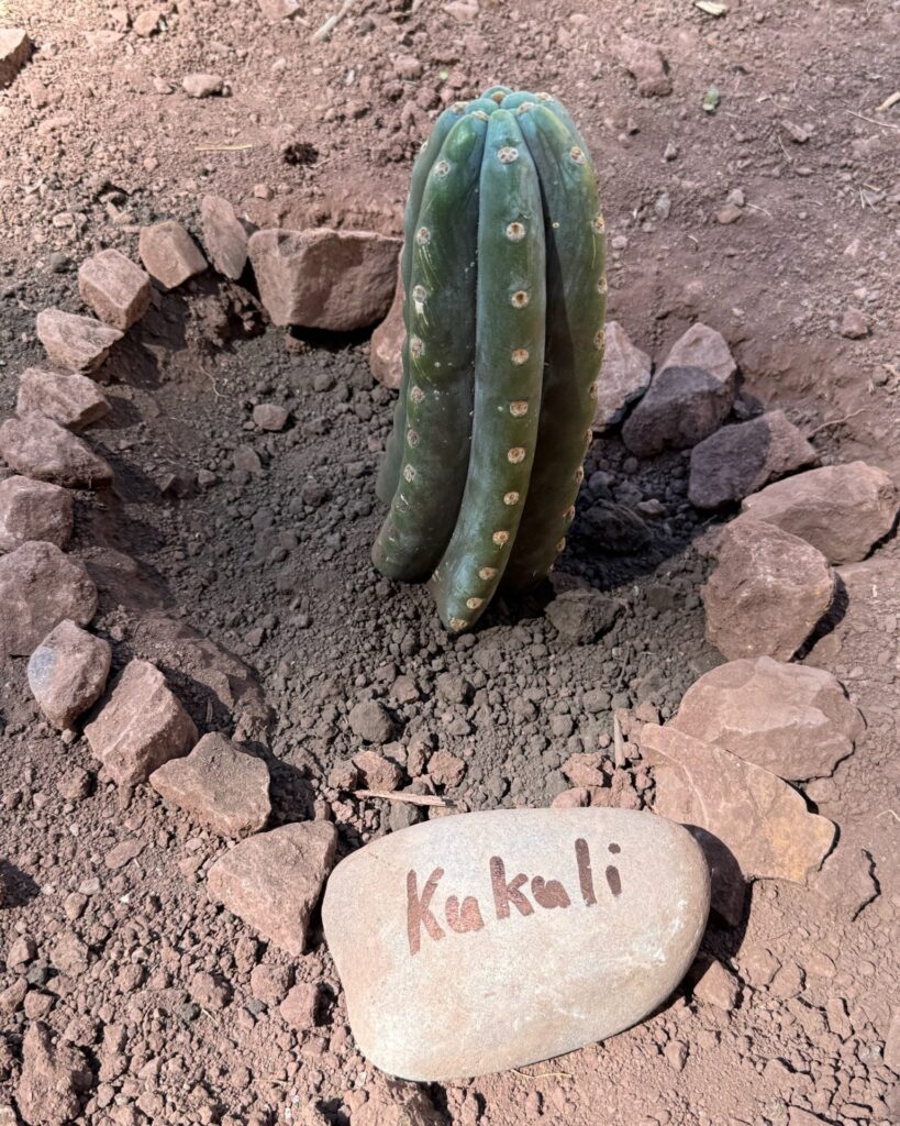 A young Huachuma cactus in a circle of stones with a river stone at its base painted Kukuli