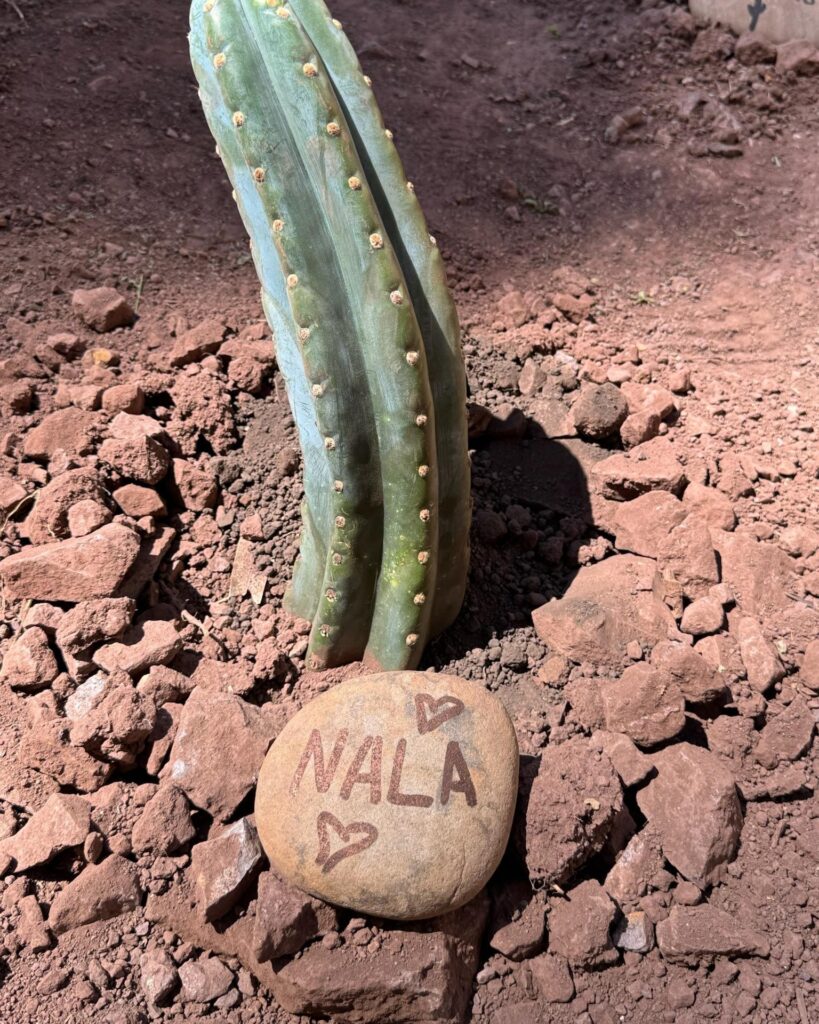 A tall young Huachuma cactus in a bed of broken rock with a river stone at its base painted NALA