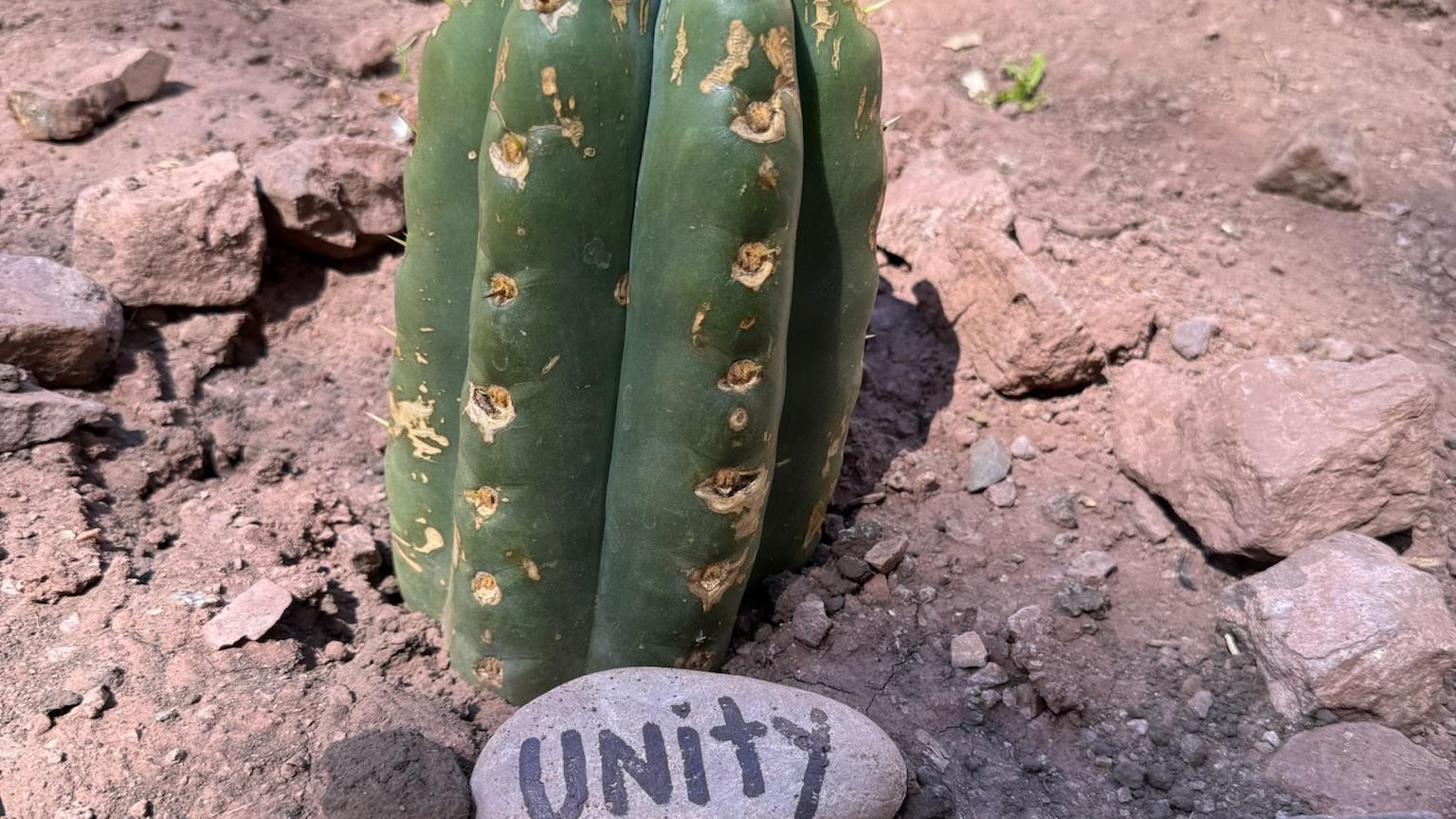 A young Huachuma cactus in stony red earth with a river stone at its base painted with the word Unity
