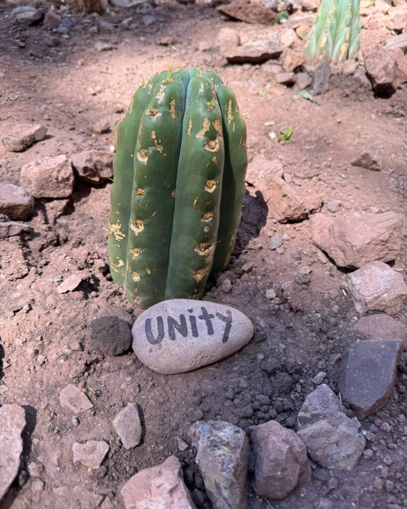 A young Huachuma cactus in a ring of stones with a river stone at its base painted with the word Unity