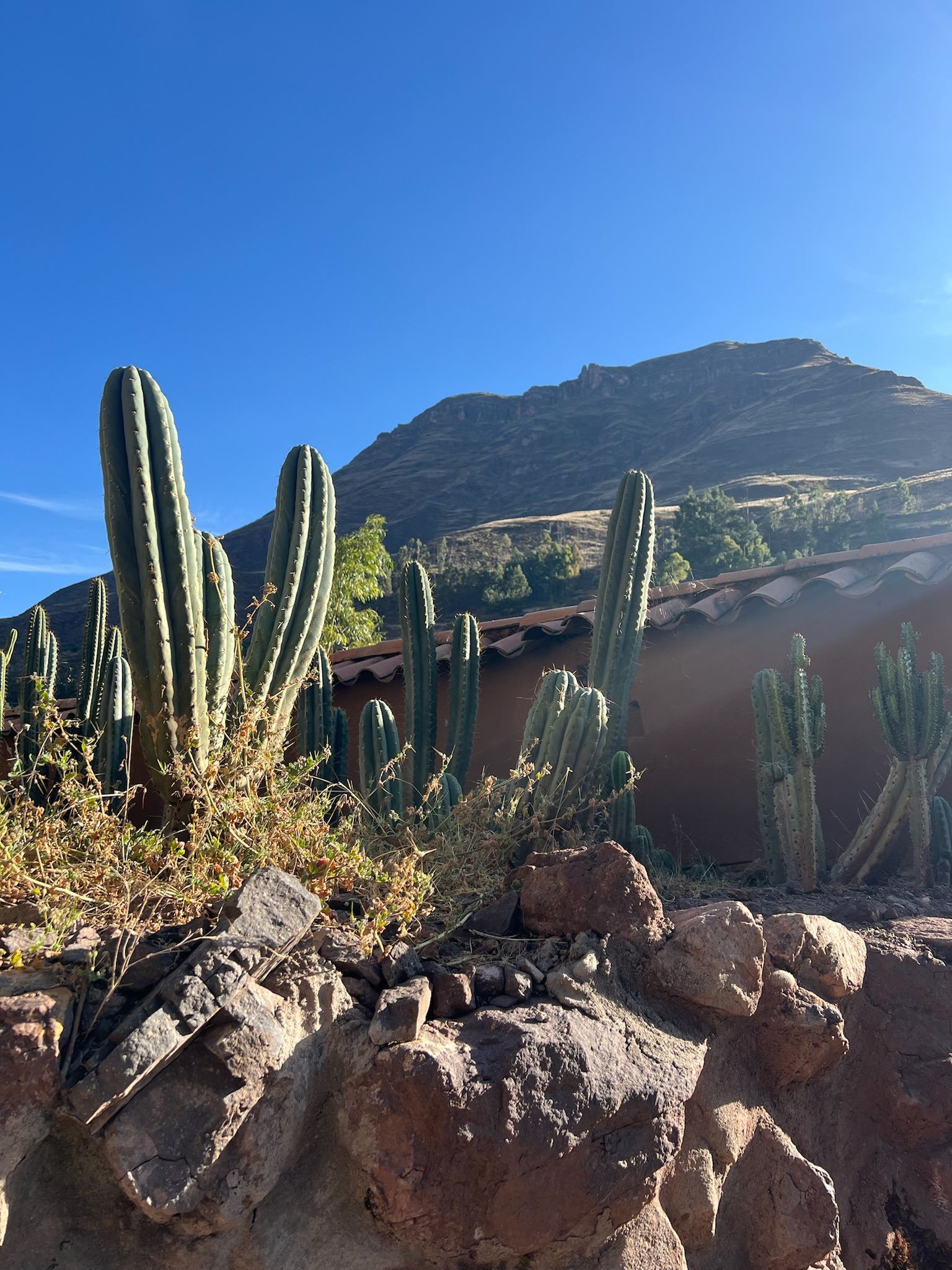 Huachuma columns growing along a dry stone wall above a tiled roof, a steep mountain behind