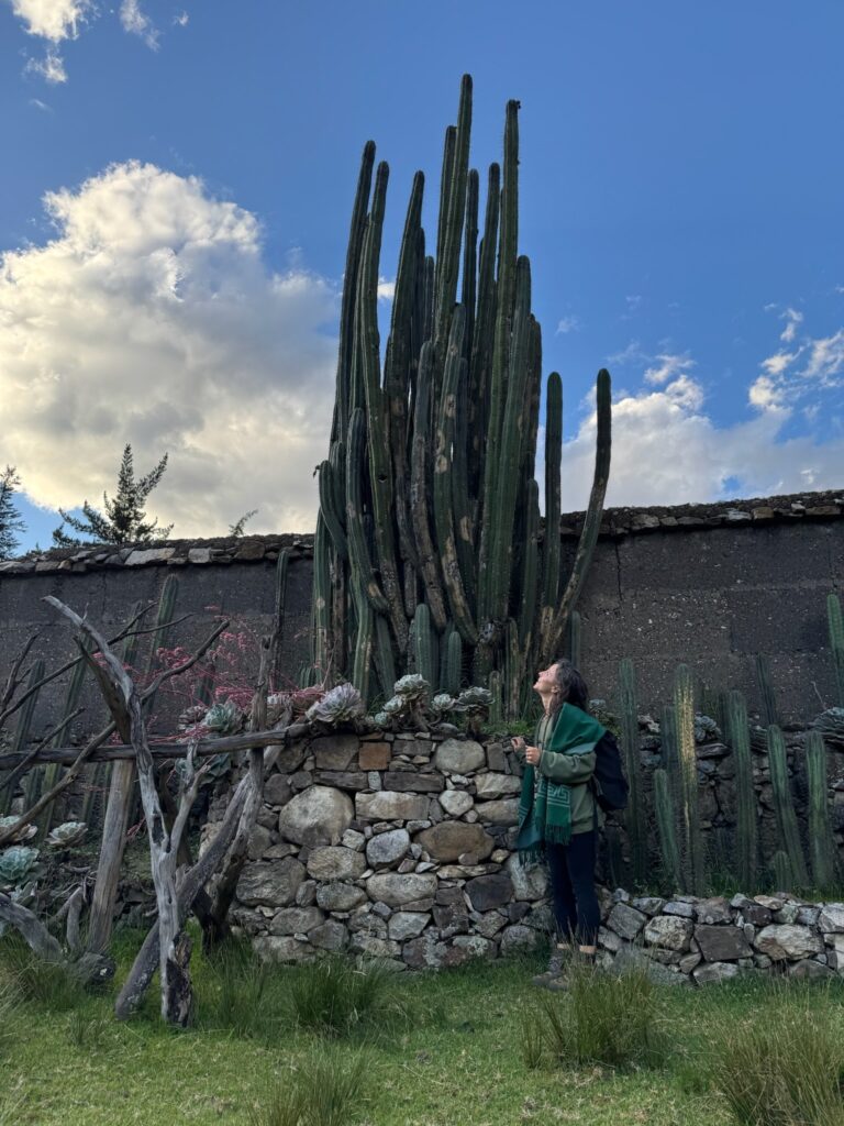 A person standing beside a tall stand of mature Huachuma growing from a dry stone planter, a fence of cactus and a garden wall behind, at a private garden near the temple at Chavín in northern Peru