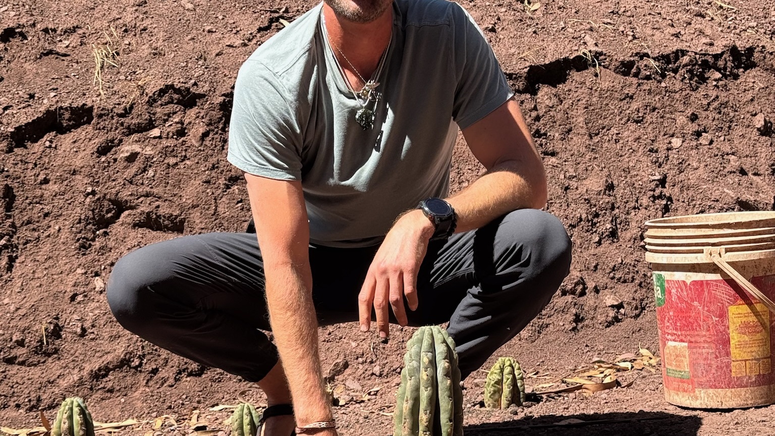 A person in a red cap crouching beside a newly planted Huachuma column, more cuttings set across the terrace