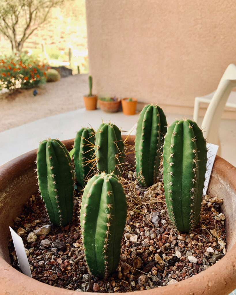Six young Huachuma cuttings rooting in gravel in a wide terracotta bowl on a patio, with potted plants and a desert garden behind