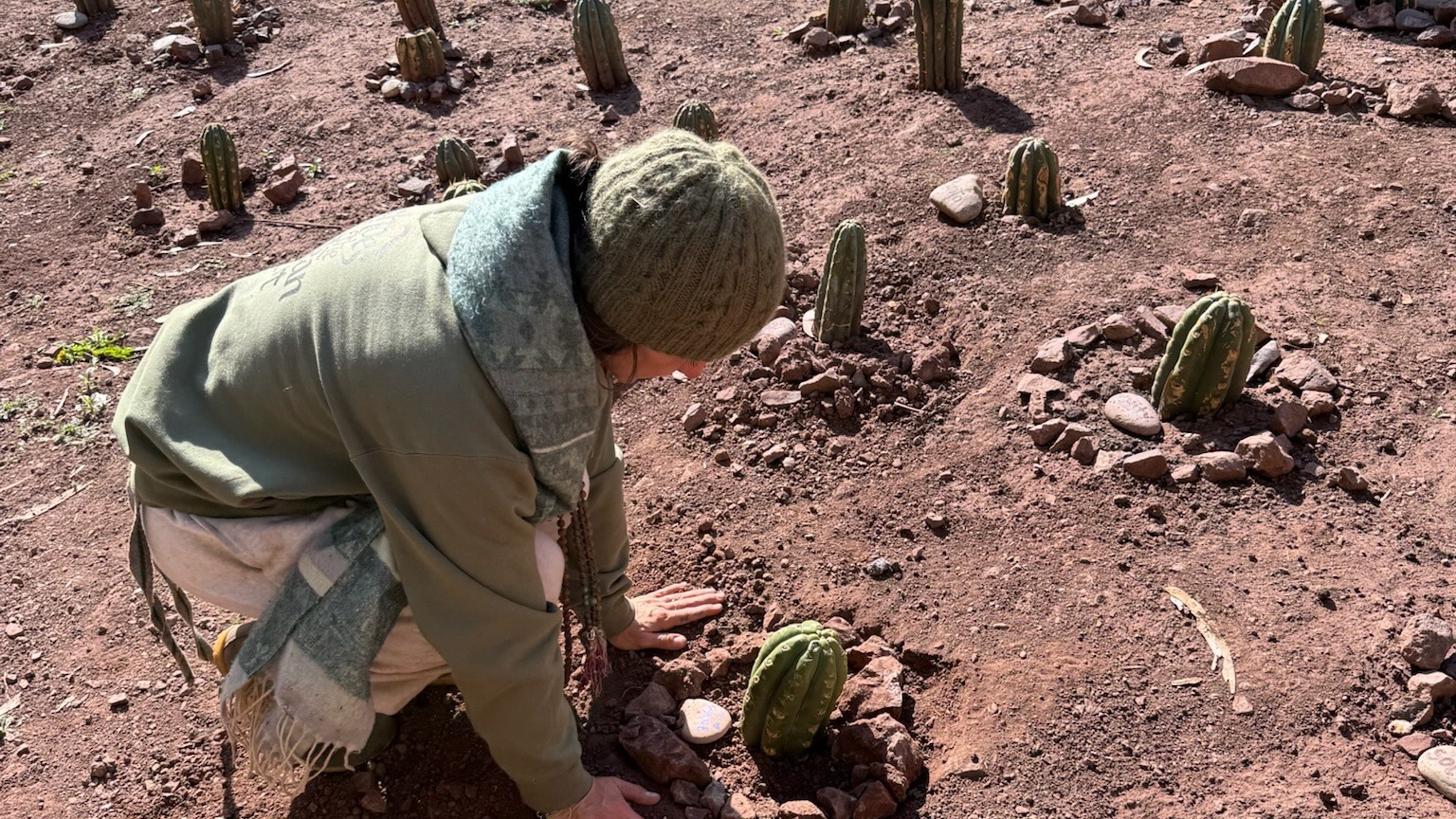 A person crouching to firm the soil around a newly planted Huachuma cutting, rows of young plants and stone rings across the slope behind