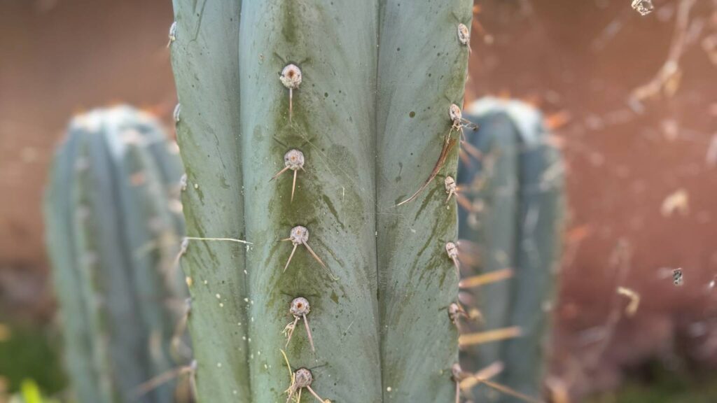 A close view of a pale green Huachuma column showing its ribs, areoles and fine spines, another column out of focus behind