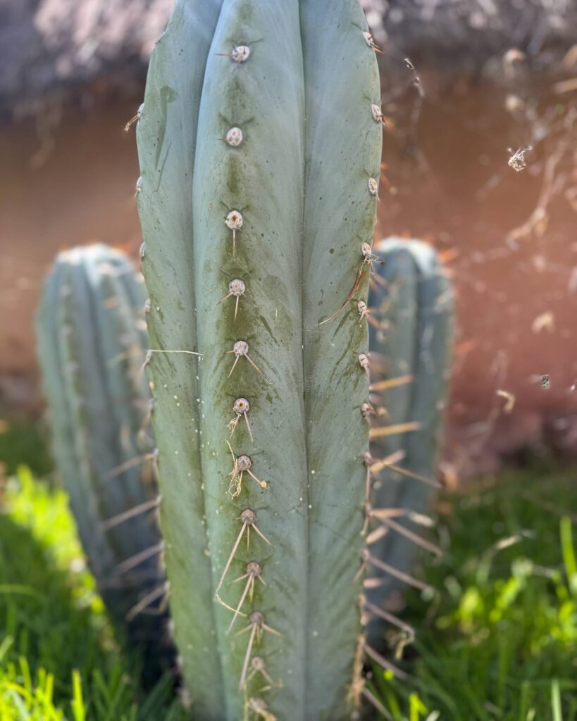 A close view of a pale green Huachuma column showing its ribs, areoles and fine spines