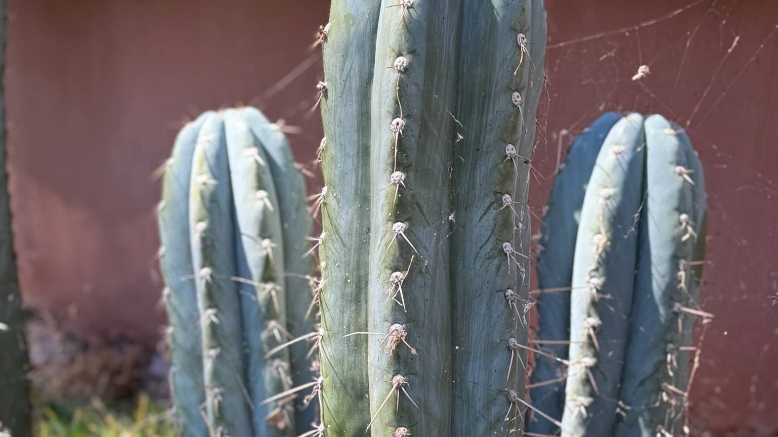 Three mature Huachuma columns standing in front of a red adobe wall