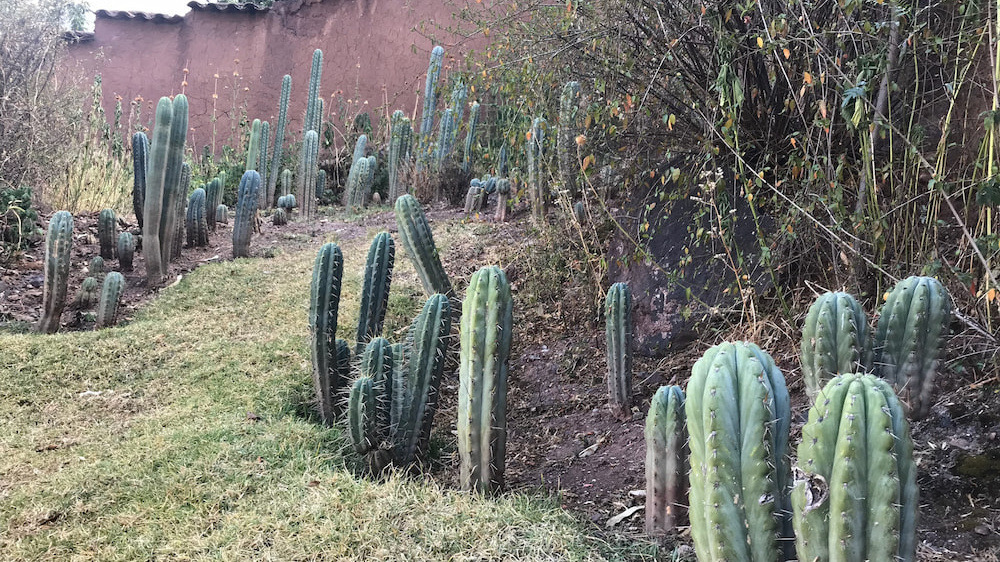 A long row of Huachuma columns of different sizes growing in grass along the foot of an adobe wall