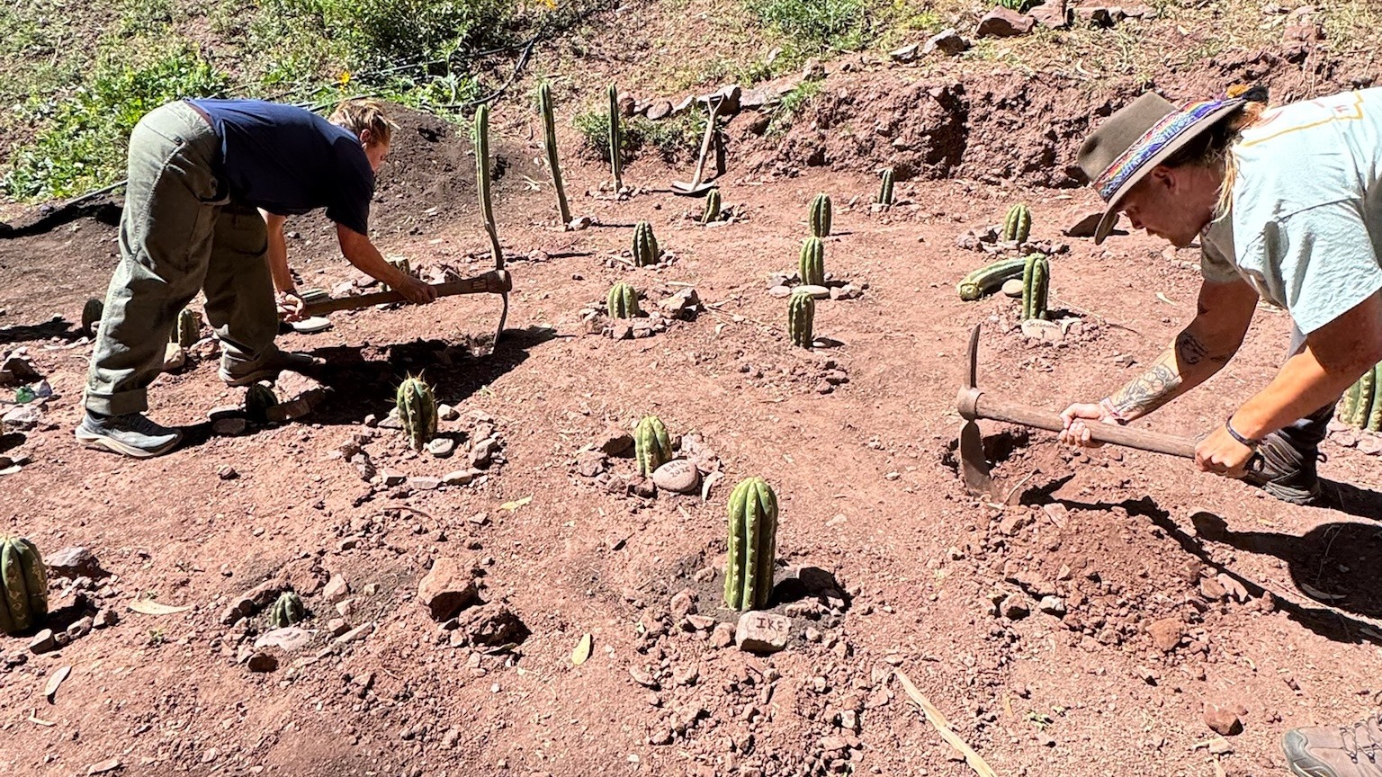 Two people working the ground with hand tools among rows of young Huachuma cuttings, a green hillside rising behind them