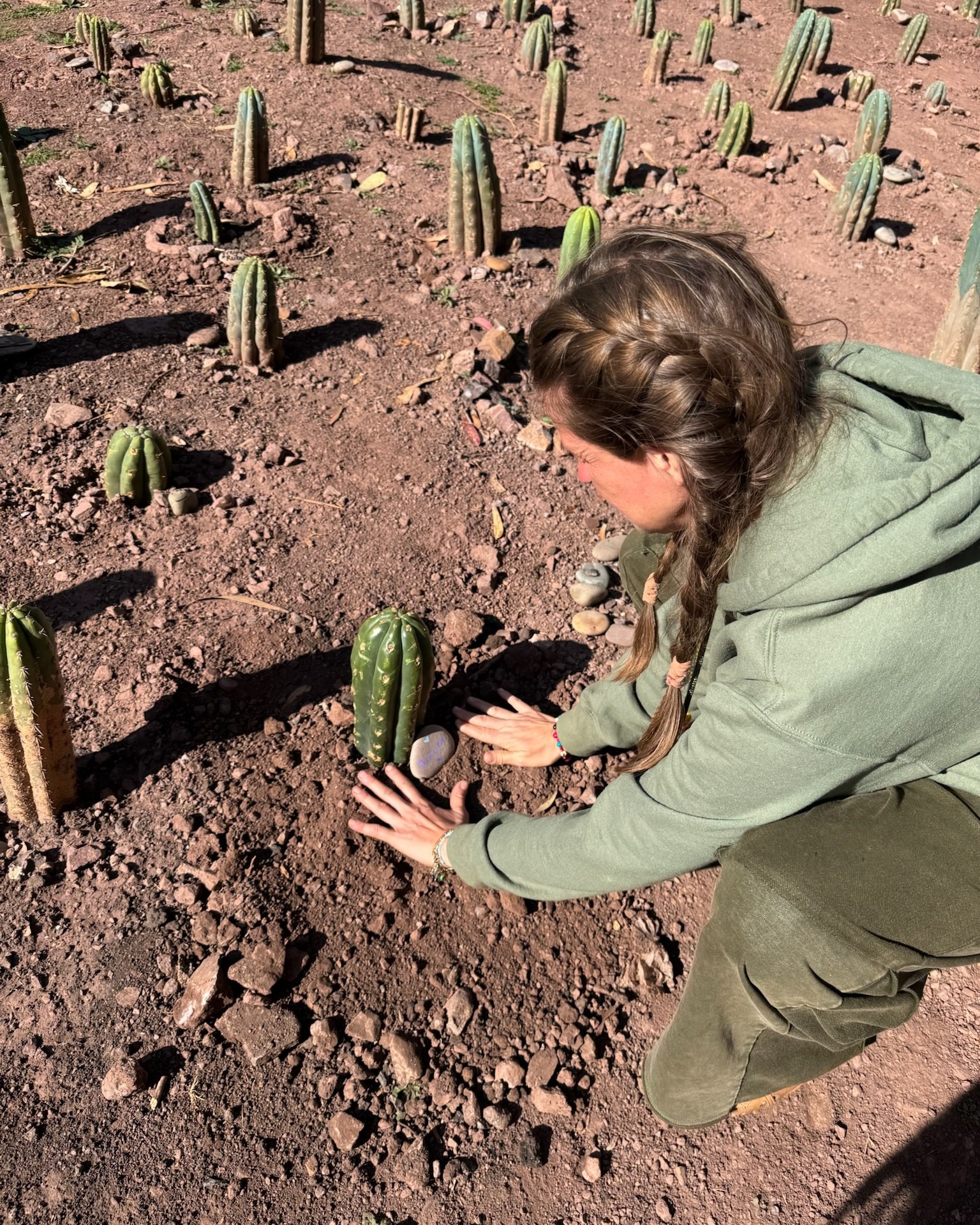 A person crouching over a newly planted Huachuma cutting, placing a pale river stone beside it, rows of plantings running back up the slope