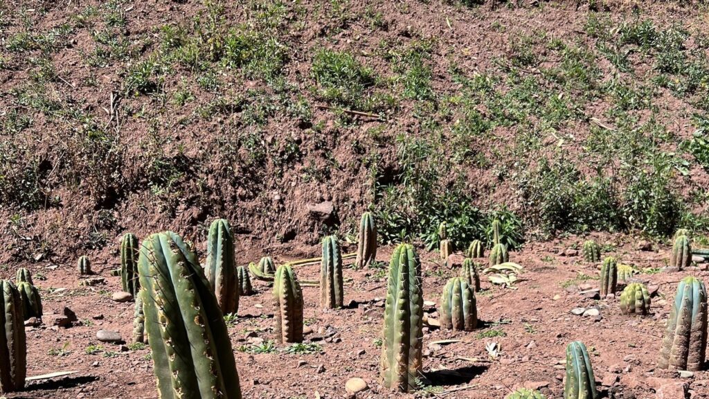 Dozens of young Huachuma cuttings standing in red earth across a terraced slope, with the cut bank rising behind them