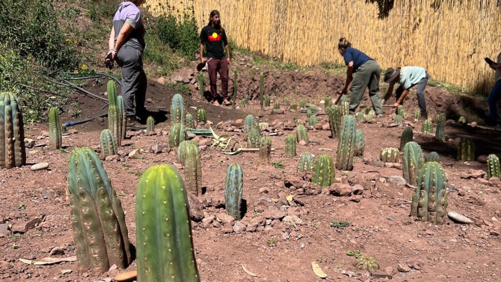Several people planting Huachuma cuttings across a cleared slope, with a reed fence and a green hillside behind